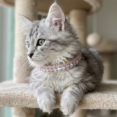 Chat gris poil long avec collier chat rose strass sur arbre à chat