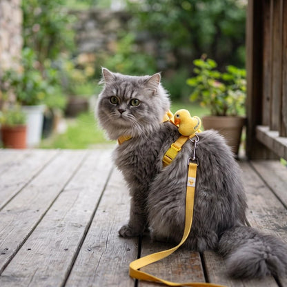Chat gris portant un harnais chat jaune avec breloque canard, promenade sur terrasse en bois