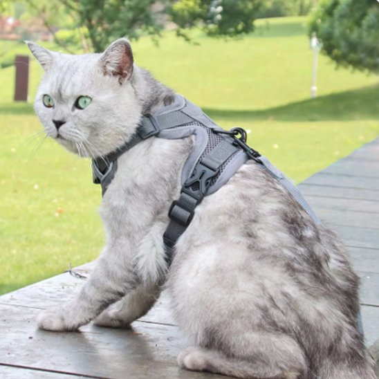 Chat gris portant un harnais de sécurité avec laisse chat pour promenades extérieures"