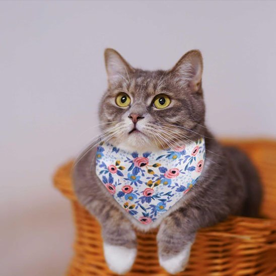 Chat gris tigré portant un collier bandana fleuri bleu motifs roses assis dans un panier en osier