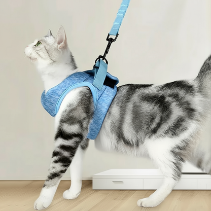 Chat intérieur format carré