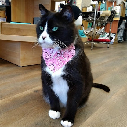 Chat noir blanc avec collier chat bandana rose motifs paisley assis boutique