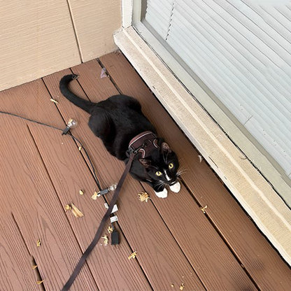  "Chat noir en promenade avec harnais de sécurité - harnais extérieur avec laisse pour balcon"