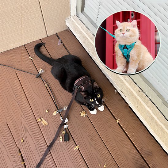 "Chat noir équipé d'un harnais rose fluo avec laisse pour sortie sécurisée en extérieur"