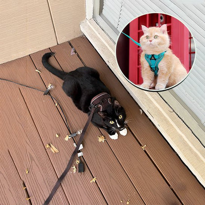 "Chat noir équipé d'un harnais rose fluo avec laisse pour sortie sécurisée en extérieur"