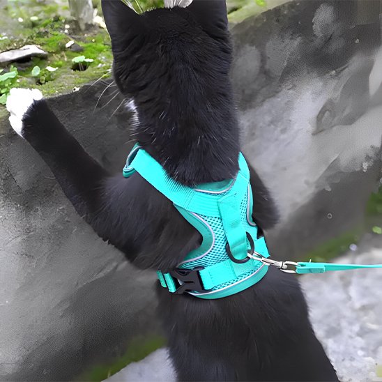 Chat noir équipé d'une laisse pour chat et harnais turquoise respirant pour aventures en plein air
