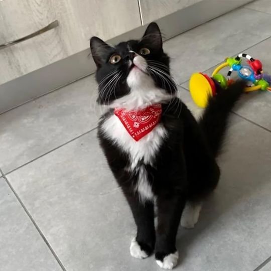Chat noir et blanc avec collier bandana rouge paisley dans une cuisine