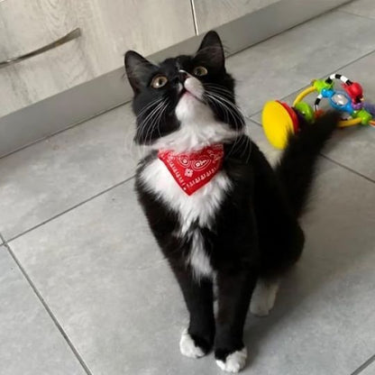 Chat noir et blanc avec collier bandana rouge paisley dans une cuisine