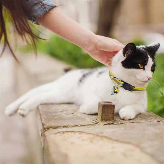Chat noir et blanc caressé par une femme portant un collier pour chat jaune réfléchissant