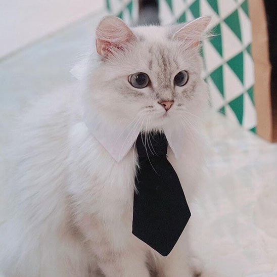 Chat persan blanc avec collier cravate noire et col blanc élégant