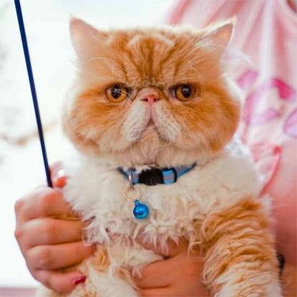 Chat persan roux tenu dans les bras avec un collier pour chat bleu et clochette