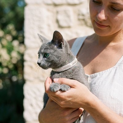 Collier chat élégant sécurisé sur chat gris — Chatohub