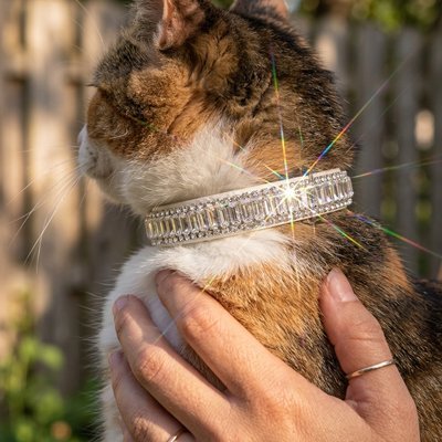 Collier chat sécurisé bijou strass scintillant en extérieur — Chatohub