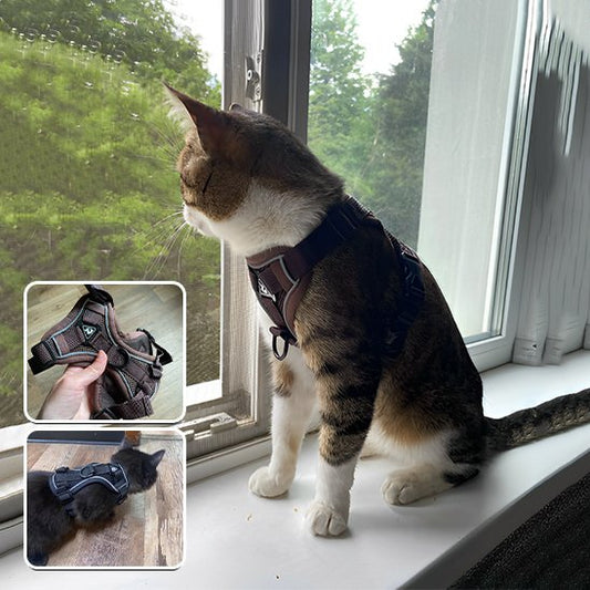 "Chat portant un harnais de sécurité noir réglable à la fenêtre - harnais confortable pour chat d'intérieur"