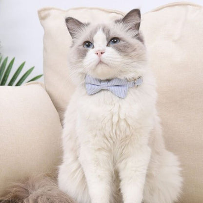 Chat Ragdoll avec collier chaton nœud papillon bleu clair assis sur canapé beige