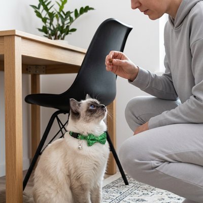 Chat Ragdoll avec collier nœud papillon vert à pois et clochette argentée