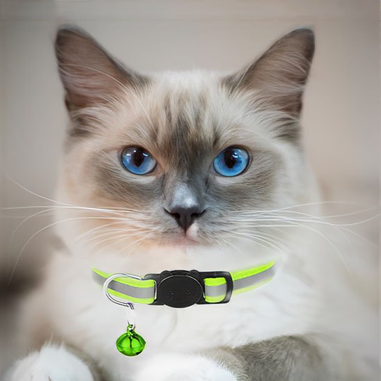 Chat ragdoll avec collier réfléchissant vert clochette