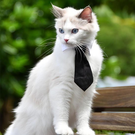 Chat Ragdoll blanc aux yeux bleus avec collier cravate noire sur un banc extérieur