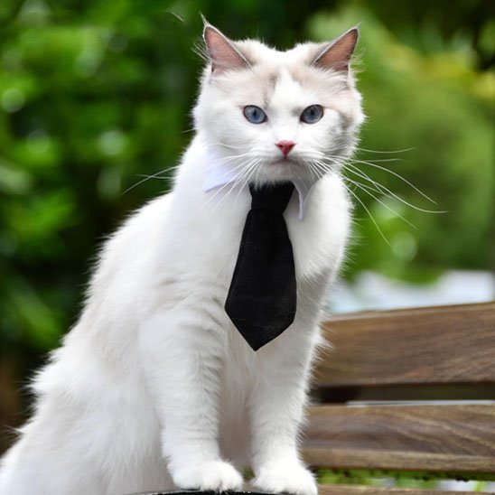 Chat Ragdoll blanc avec collier cravate noire et col blanc posé sur un banc en bois