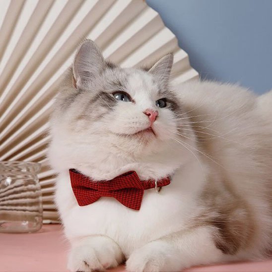 Chat Ragdoll blanc avec collier nœud papillon rouge, accessoire premium pour chat