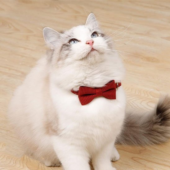 Chat Ragdoll regardant vers le haut avec collier nœud papillon rouge à carreaux