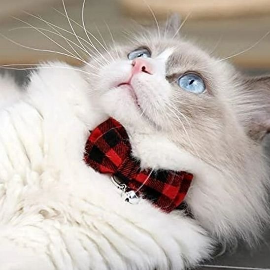 Chat Ragdoll yeux bleus avec collier chaton nœud papillon rouge carreaux clochette