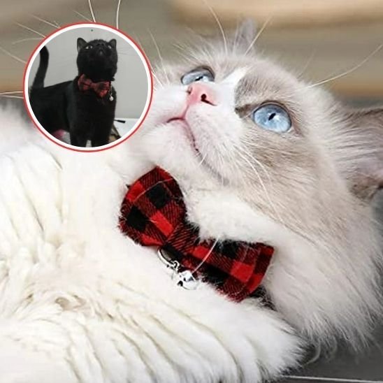 Chat Ragdoll yeux bleus collier chaton nœud papillon rouge carreaux clochette et chat noir