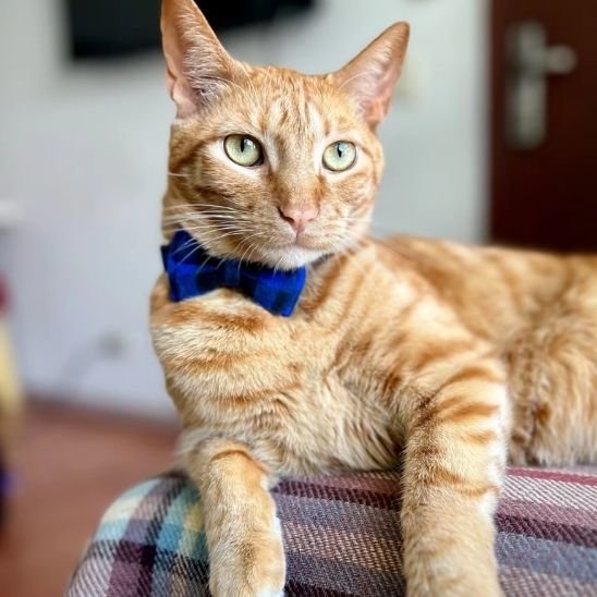 Chat roux avec collier chat nœud papillon bleu carreaux allongé sur canapé