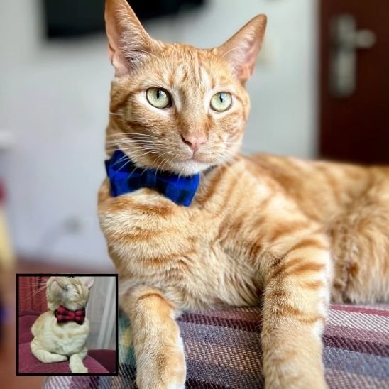 Chat roux avec collier chat nœud papillon bleu carreaux et variante rouge allongé