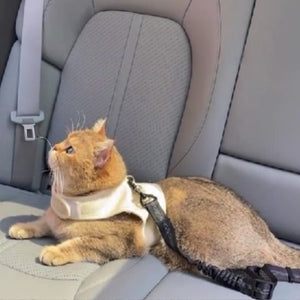 Chat roux avec laisse de sécurité blanche attachée dans une voiture