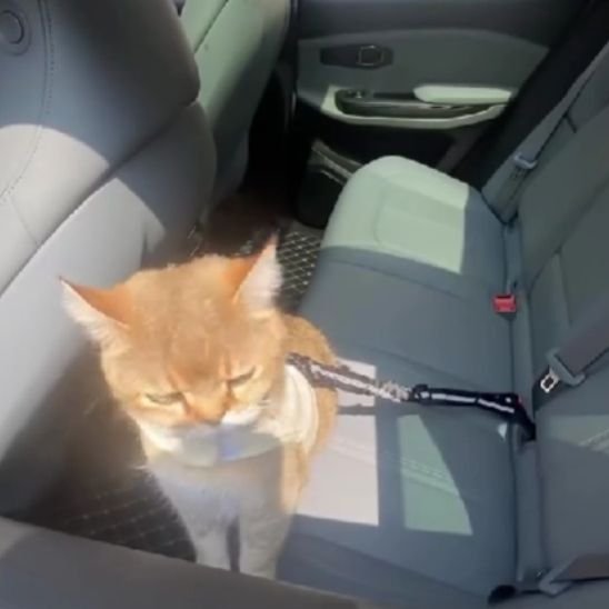  Chat roux avec laisse noire ajustable dans une voiture - vue de profil
