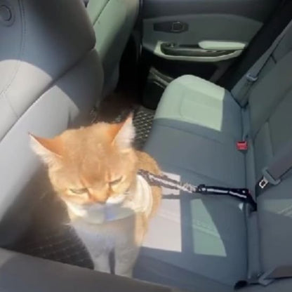  Chat roux avec laisse noire ajustable dans une voiture - vue de profil