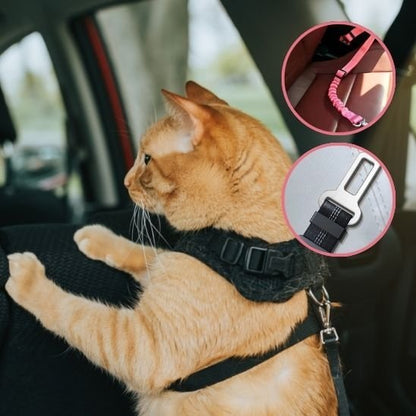 Chat roux avec laisse noire - détails de la boucle de sécurité et système d'attache