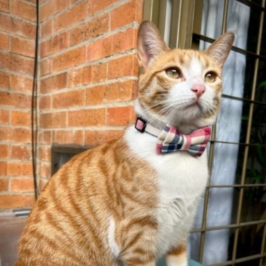 Chat roux blanc avec collier chat nœud papillon rose carreaux assis extérieur