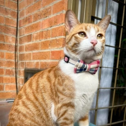 Chat roux blanc avec collier chat nœud papillon rose carreaux assis extérieur