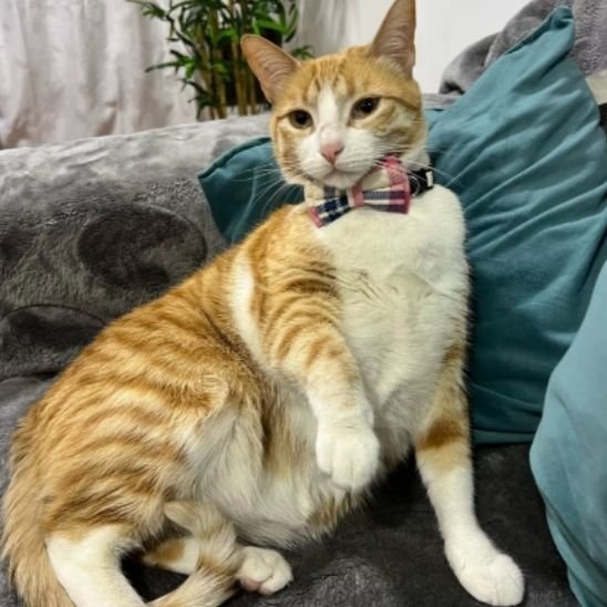 Chat roux blanc avec collier chat nœud papillon rose carreaux sur canapé gris