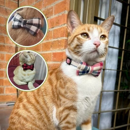 Chat roux blanc collier chat nœud papillon rose carreaux multicolore extérieur variantes