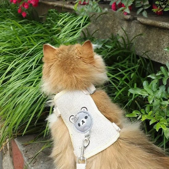 Chat roux dans un jardin portant une laisse blanche avec motif ourson - vue de dos