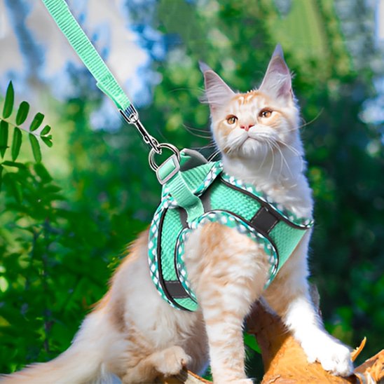 Chat roux en harnais vert respirant avec laisse assortie pour promenade sécurisée