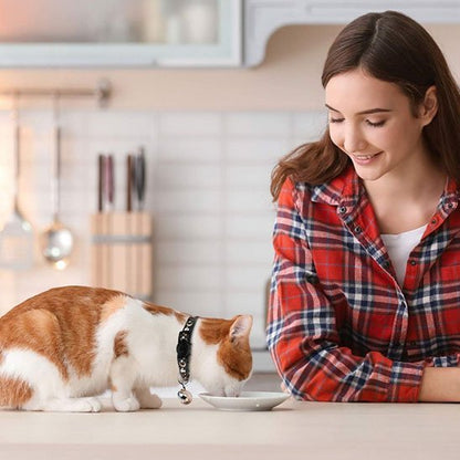 Chat roux et blanc avec collier à clochette mangeant dans une assiette