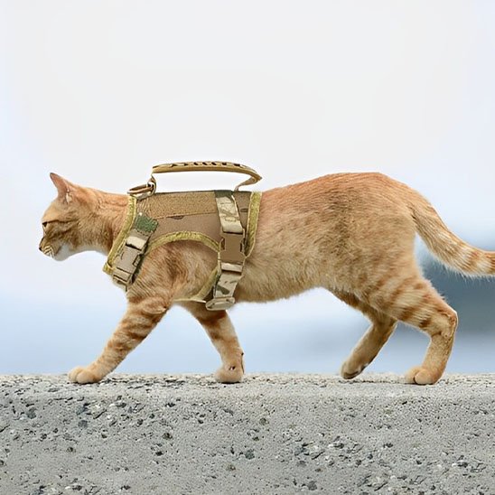 Chat roux portant un harnais tactique beige avec poignée"