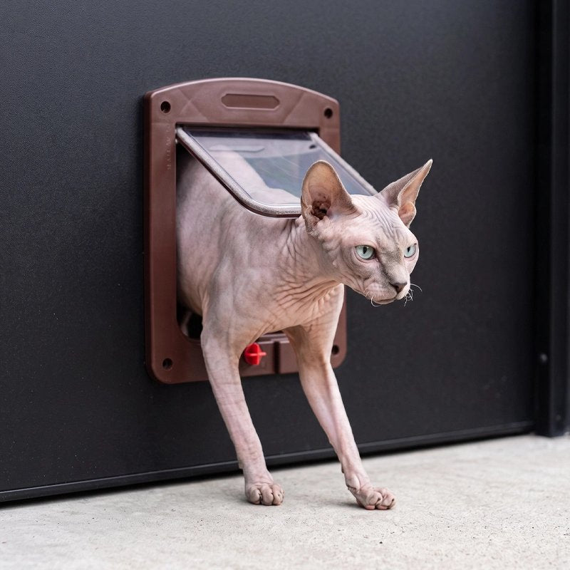 Chat Sphynx traversant une chatière pour chat marron