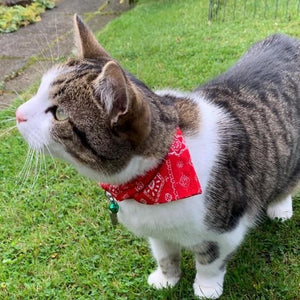 Chat tabby avec collier bandana rouge paisley et clochette verte dans un jardin