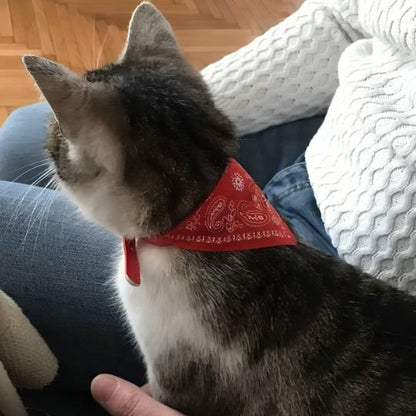 Chat tabby avec collier bandana rouge paisley posé sur les genoux de son maître
