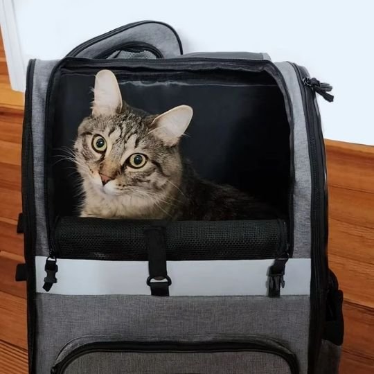 Chat tabby installé dans un sac de transport pour chat gris ouvert
