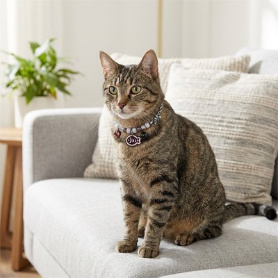 "Chat tigré assis sur canapé portant un collier chat noir avec médaille personnalisée"