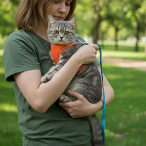 Chat tigré gris portant un harnais chat orange avec laisse bleue tenu par sa propriétaire en extérieur