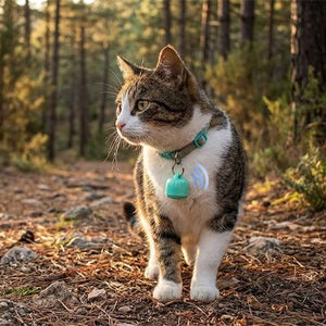  "Chat tigré portant un traceur GPS chat bleu avec médaille au collier, surveillé par son propriétaire"