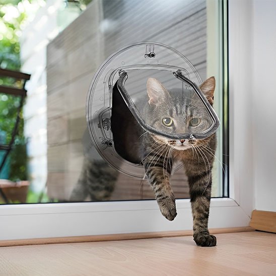 Chat tigré traversant chatière transparente pour vitrage – installation facile