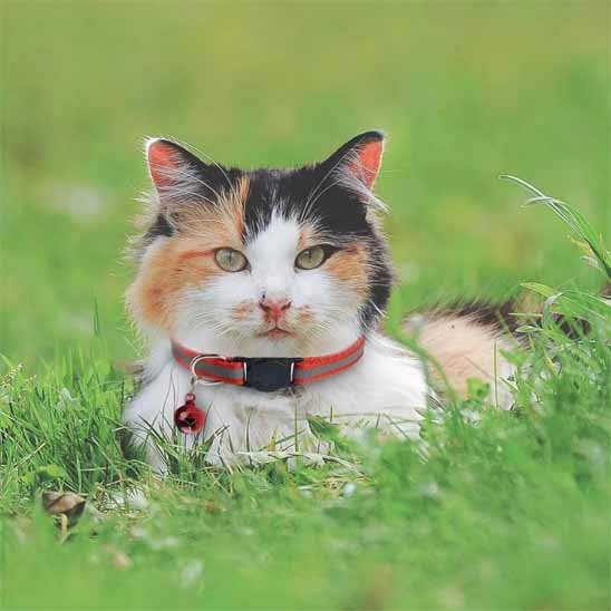Chat tricolore allongé dans l'herbe avec un collier pour chat rouge et clochette